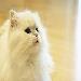 All About Hairballs